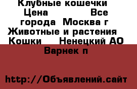 Клубные кошечки › Цена ­ 10 000 - Все города, Москва г. Животные и растения » Кошки   . Ненецкий АО,Варнек п.